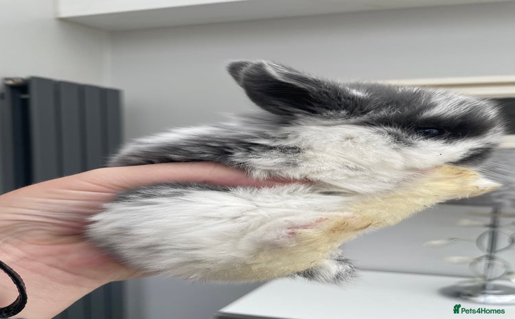 Mini Lop rabbits - Advert 9