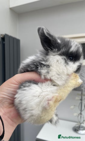 Mini Lop rabbits - Advert 9