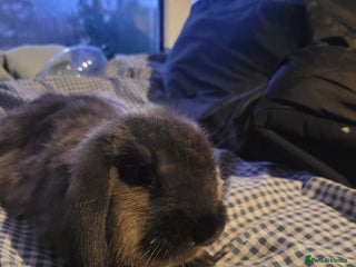 Mixed Breed rabbits Beautiful 10 week old French lop/lionhead bunnies - Advert 12