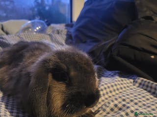 Mixed Breed rabbits Beautiful 11 week old French lop/lionhead bunnies - Advert 21