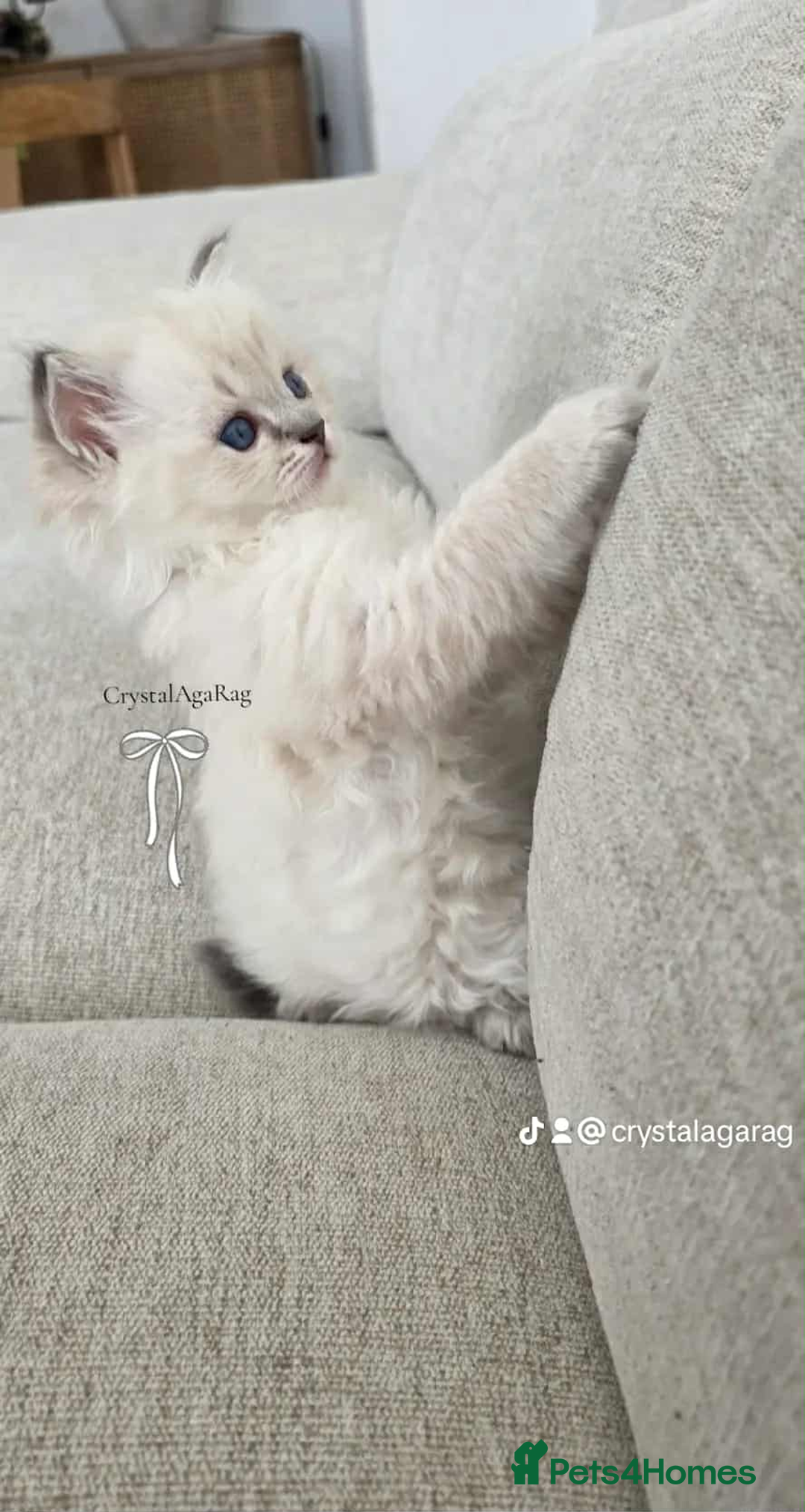 Ragdoll cats for sale: 🐾🌸GCCF Adorable purebred Ragdoll Kittens🌸🐾 - Image 4