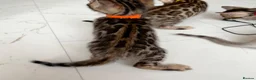Bengal cats for sale: TICA Registered Bengal Kittens - Advert 21