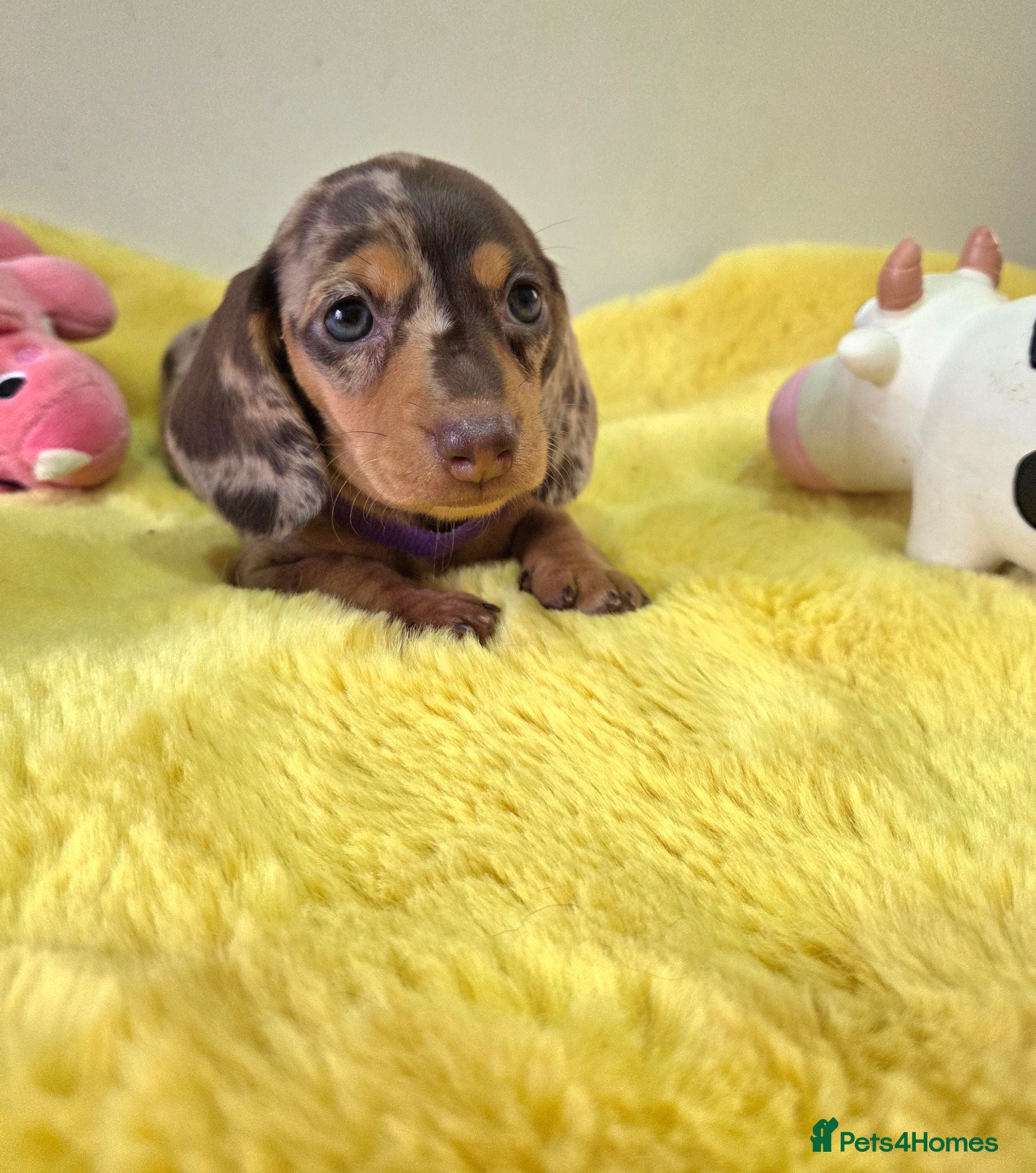 Miniature Dachshund dogs Miniature Dachshund - Advert 18