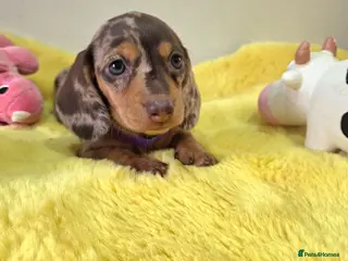 Miniature Dachshund dogs Miniature Dachshund - Advert 18
