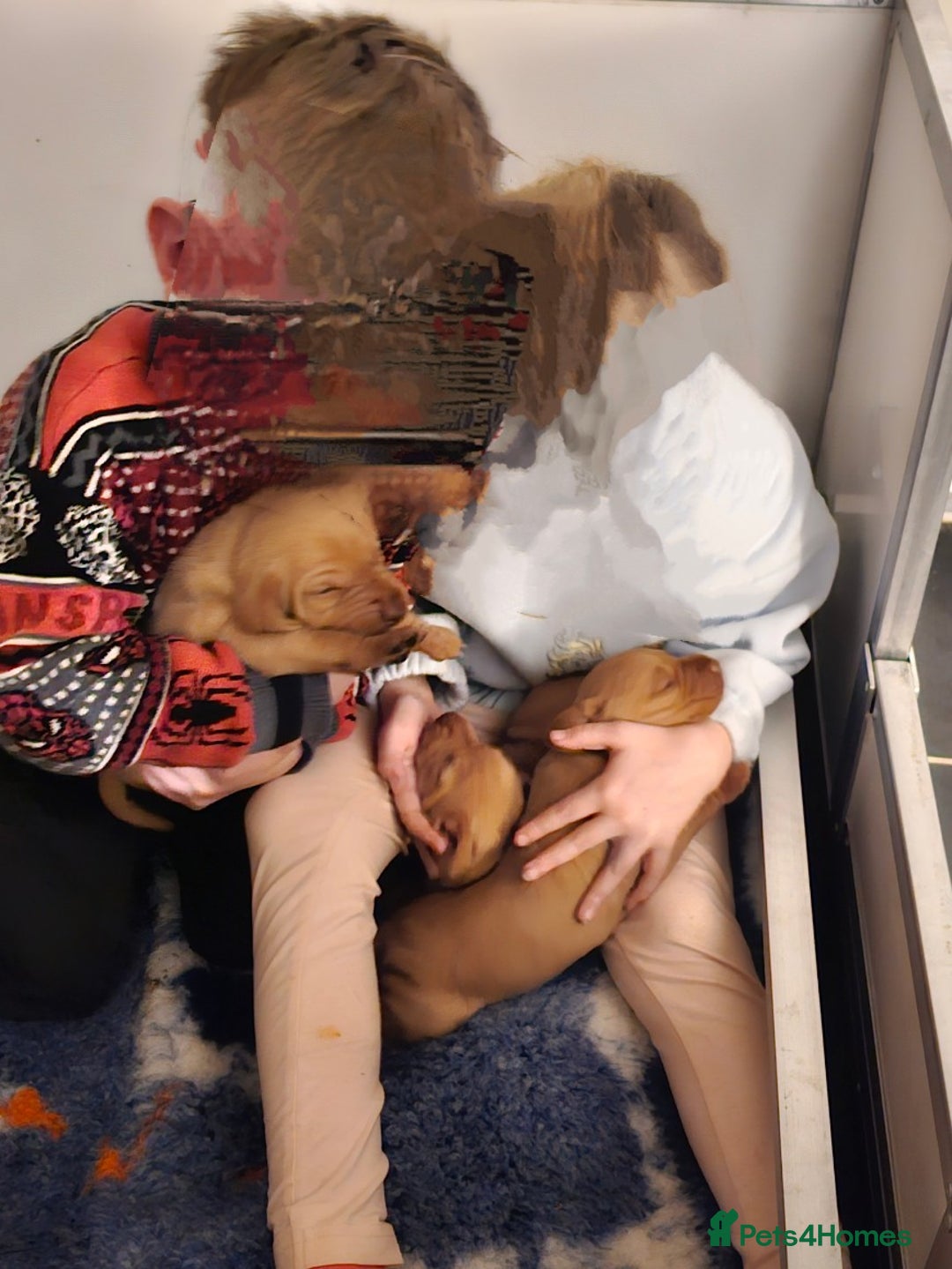 Hungarian Vizsla dogs for sale: Kc registered  - Advert 7