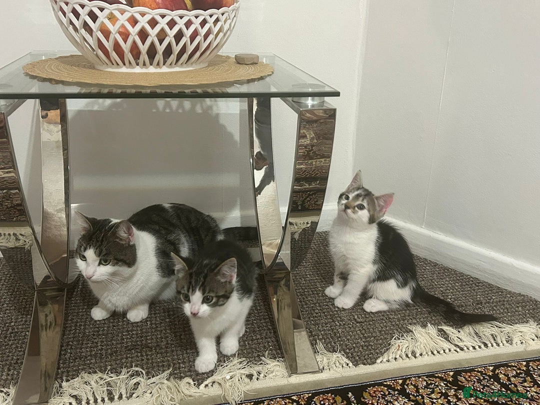 British Shorthair cats for sale: British shorthair  - Advert 7