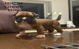 Boxer dogs for sale: Boxer Puppies  - Advert 14
