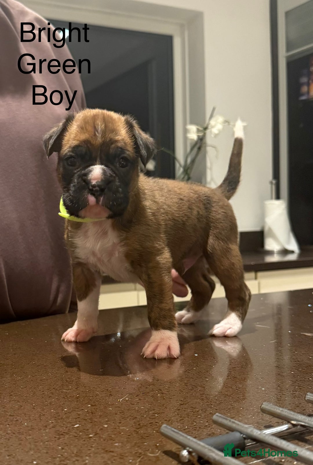 Boxer dogs for sale: Boxer Puppies  - Advert 14