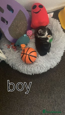 Toybob cats - Advert 2