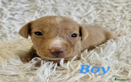Miniature Dachshund dogs for sale: Miniature dachshund  - Image 4