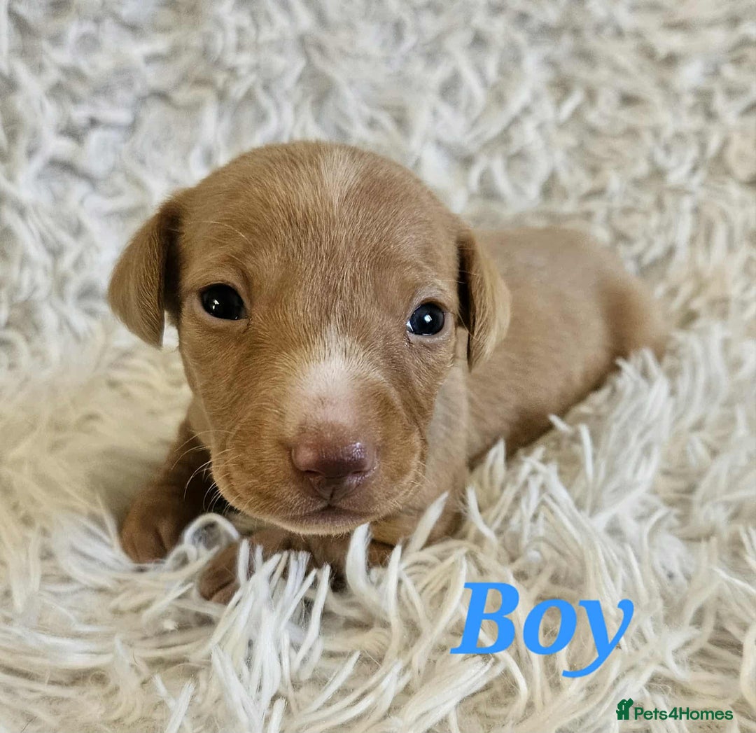 Miniature Dachshund dogs for sale: Miniature dachshund  - Image 4