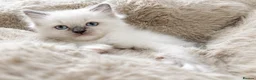 Ragdoll cats for sale: READY Sunday cute full ragdoll kittens 2 left - Advert 24