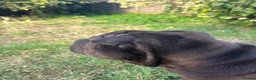Shar Pei dogs for sale: Sharpei Pups - open to offers - Advert 9