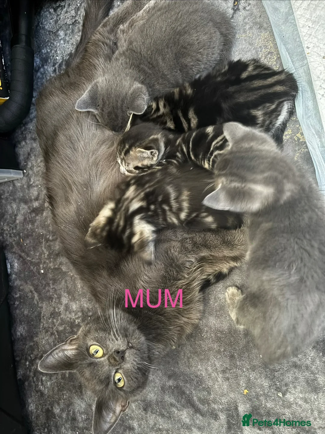 Mixed Breed cats for sale: 3 Beautiful Kittens 1 Grey 2 Tabby Ready for Home in London - Advert 11