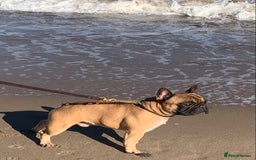 French Bulldog dogs for stud: Mani standard red silver fbce RFG 1  in Edinburgh - Image 32