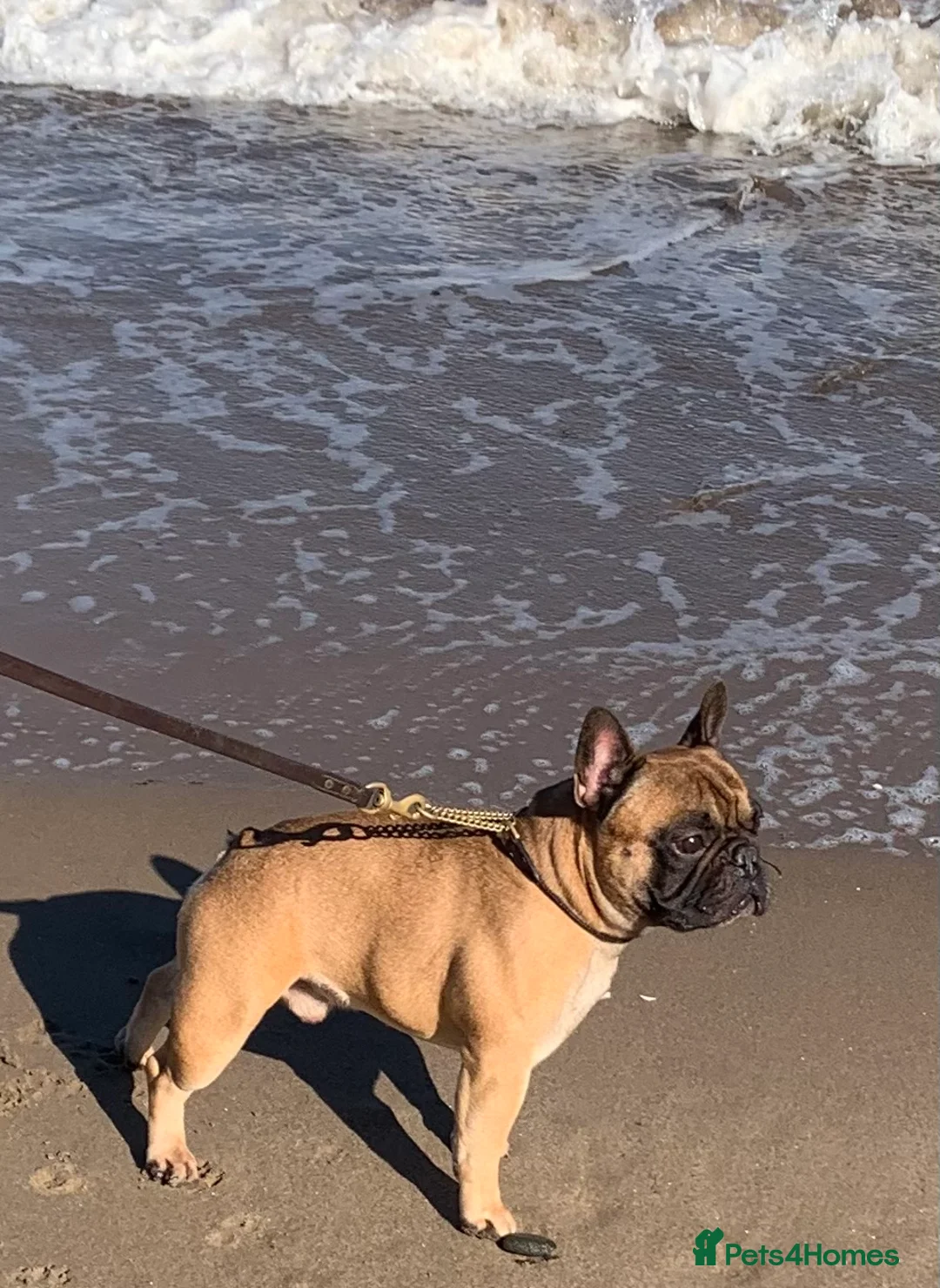 French Bulldog dogs for stud: Mani standard red silver fbce RFG 1  in Edinburgh - Advert 28