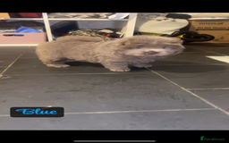 Chow Chow dogs for sale: Adorable rare lilac chow chow girl pups - Image 1