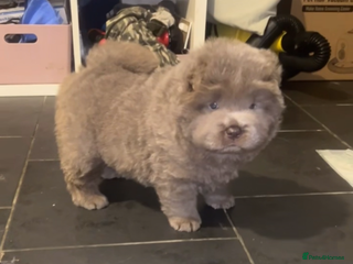 Chow Chow dogs - Advert 5