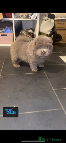 Chow Chow dogs - Advert 3