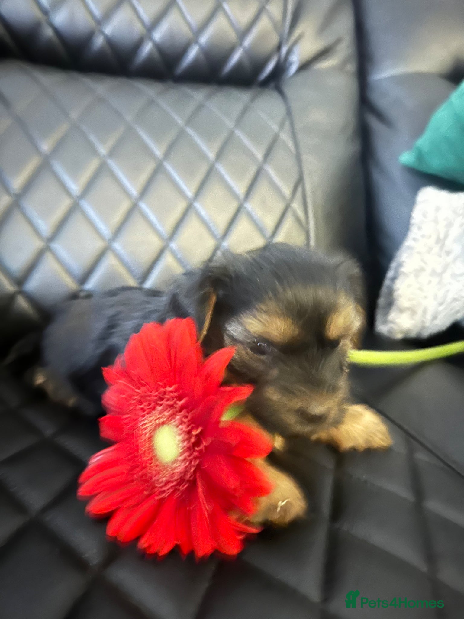 Yorkshire Terrier dogs Yorkshire terrier puppies  - Advert 9