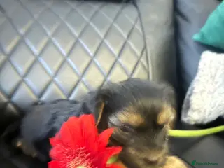 Yorkshire Terrier dogs Yorkshire terrier puppies - Advert 9