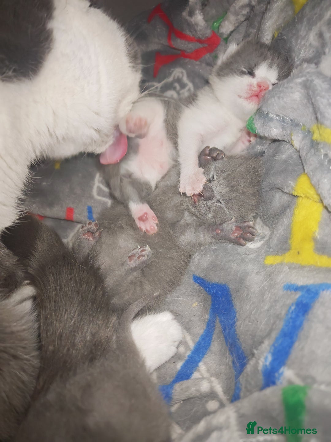 British Shorthair cats for sale: British shorthair 1 male left!!  in Crewe - Image 18