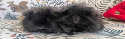 Guinea Pig rodents for sale: Purebred Longhair brothers - Advert 1