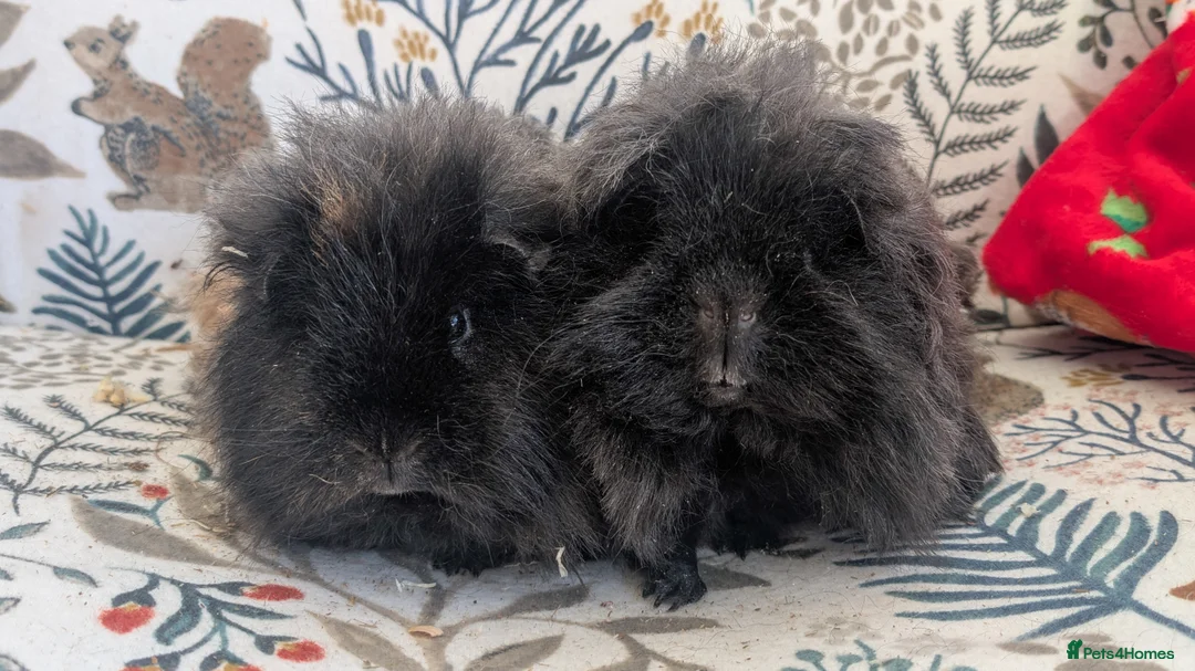 Guinea Pig rodents for sale: Purebred Longhair brothers - Advert 1