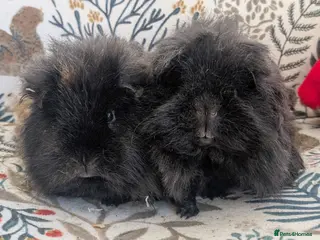 Guinea Pig rodents Purebred Longhair brothers - Advert 1