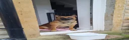 Mixed Breed dogs for sale: blaze - Advert 4