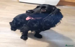 Cocker Spaniel dogs for sale: Show x Working Cocker Spaniels, HEALTH tested - Image 7