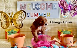 Cockapoo dogs for sale: F1 Toy Cockapoo’s in richest red ❤️ - Image 9