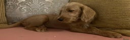 Labradoodle dogs for sale: Absolutely beautiful Labradoodles - Advert 17