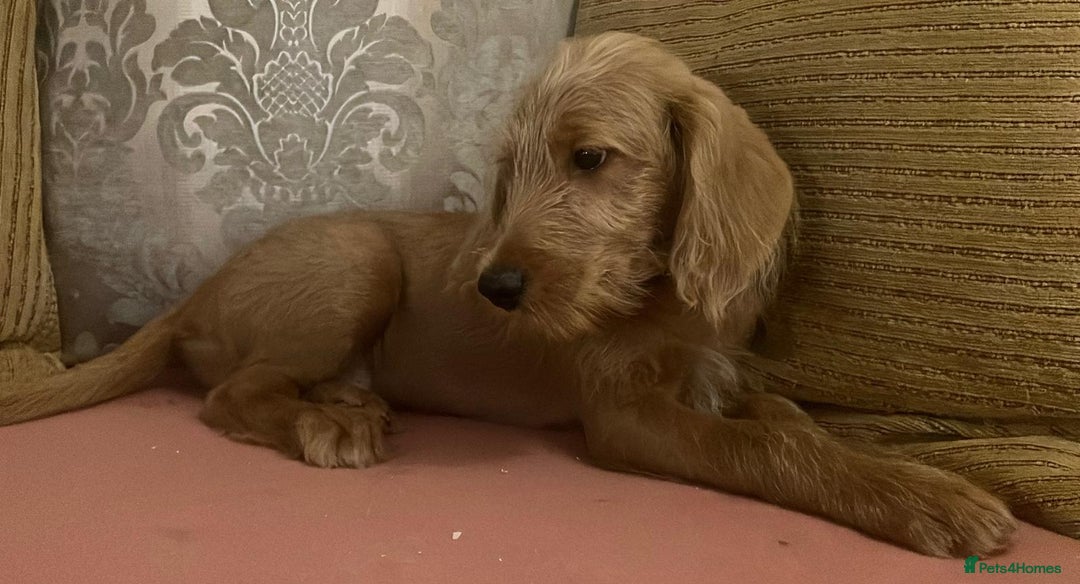 Labradoodle dogs for sale: Absolutely beautiful Labradoodles - Advert 17