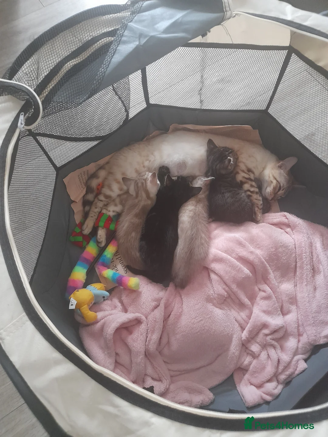 Bengal cats for sale: STUNNING BENGAL KITTENS - Advert 12