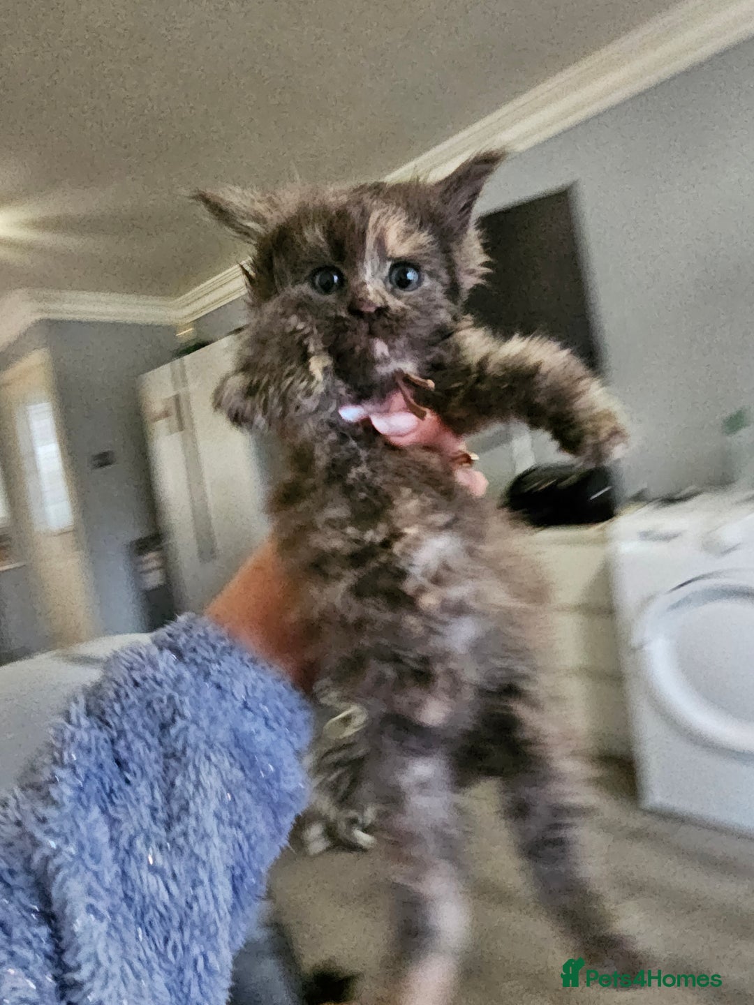 Maine Coon cats for sale: Maine Coon Kittens for Sale –2 Gi - Advert 5