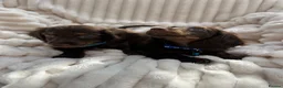 Miniature Dachshund dogs for sale: Fabulous Litter of Long haired dachshund puppies  - Advert 4