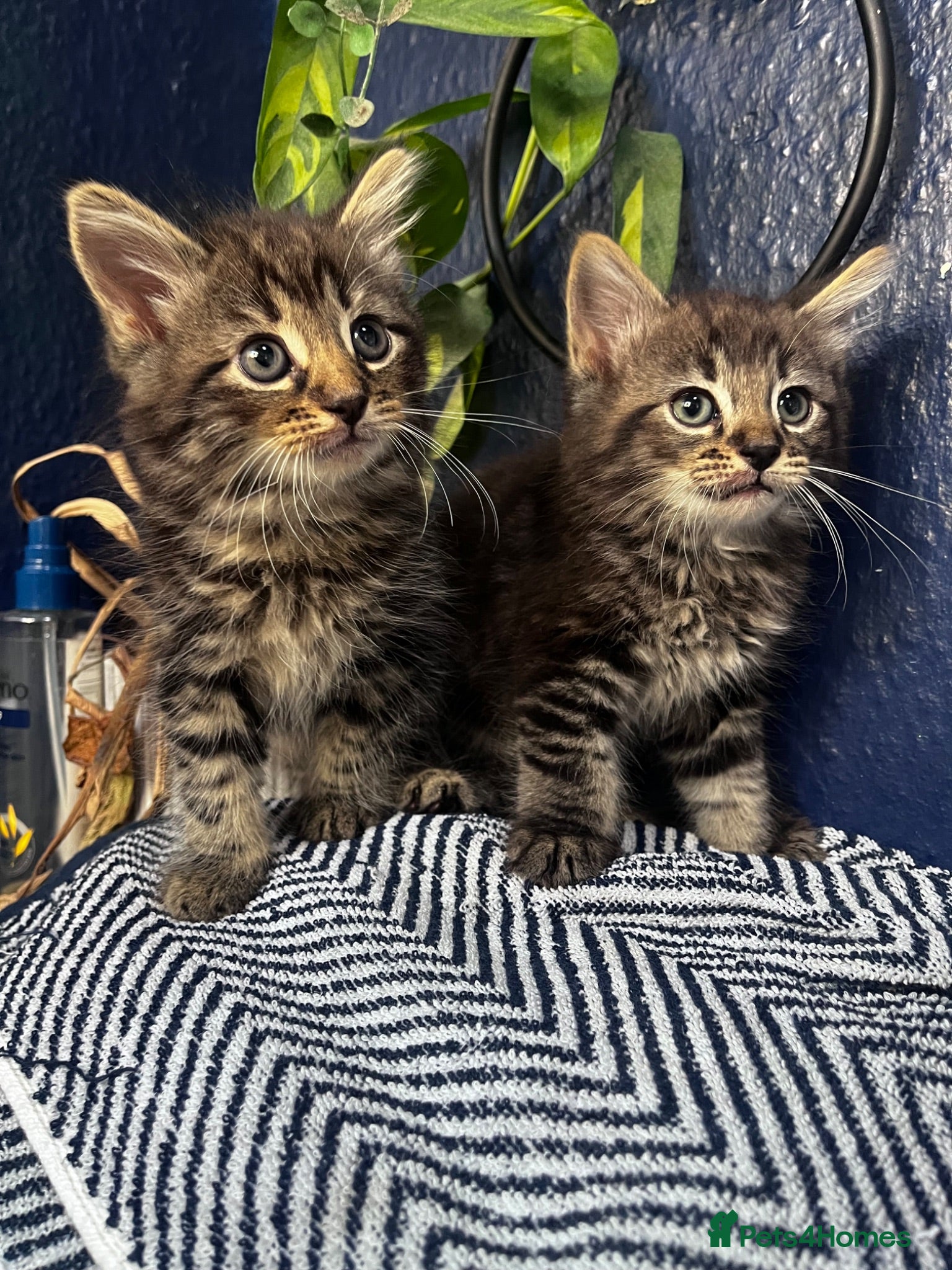 Mixed Breed cats Beautiful tabby and grey kittens  - Advert 3