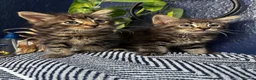 Mixed Breed cats for sale: Beautiful tabby and grey kittens  - Advert 1