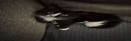Mixed Breed cats for sale: Female Kitten  - Advert 3