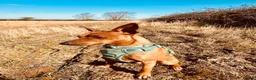 Miniature Pinscher dogs for sale: Blue Miniature Doberman Pinscher Stag Red  - Advert 8