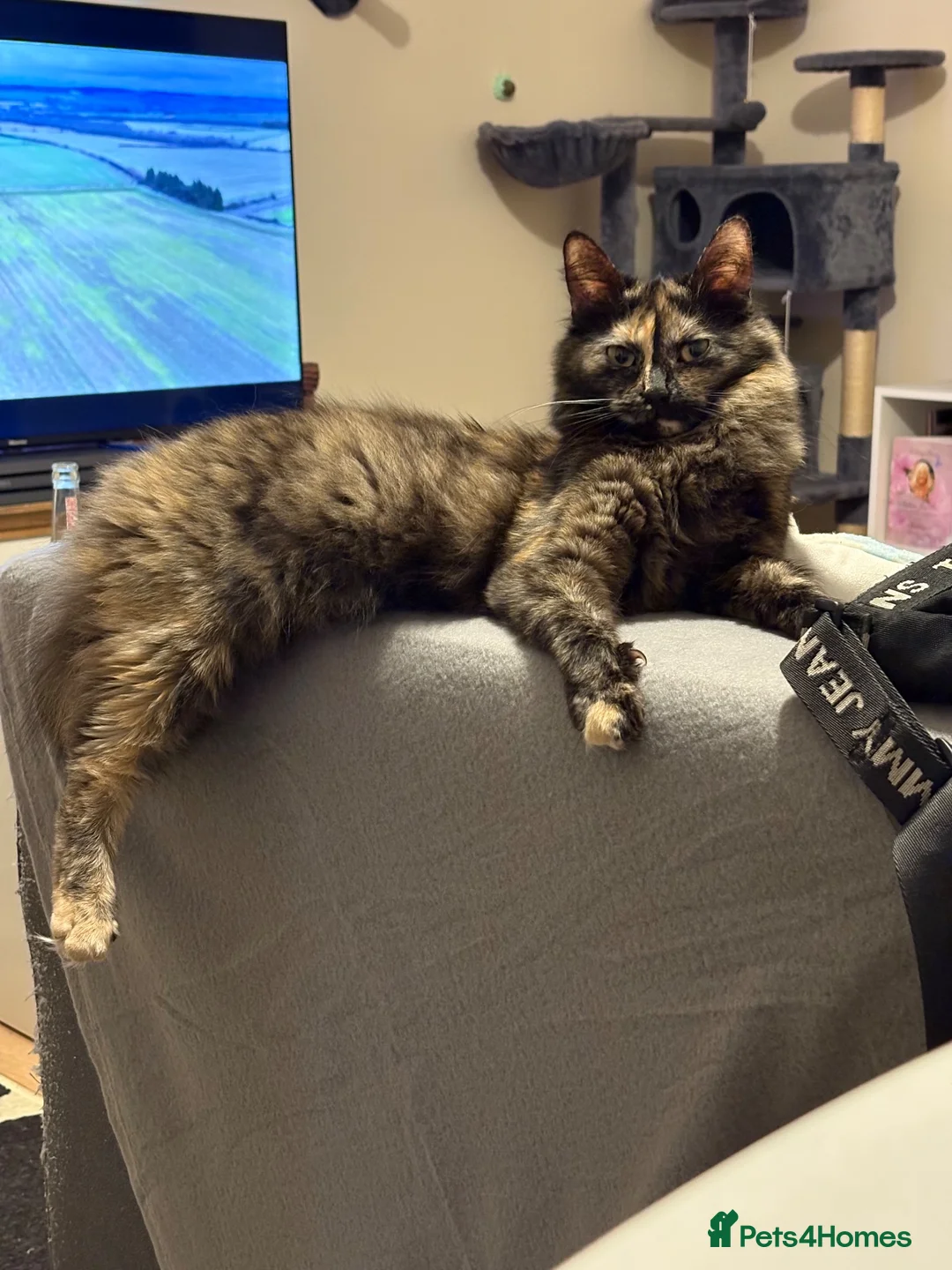 British Shorthair cats for sale: Two Female Cats for Rehome - Advert 11