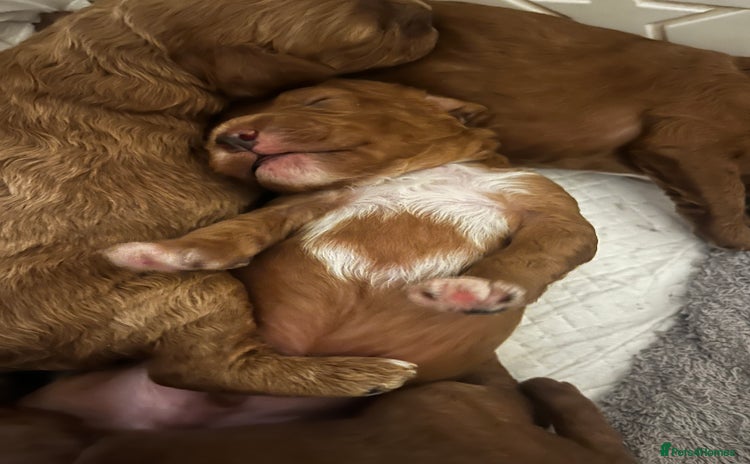 Cavapoo dogs - Advert 11