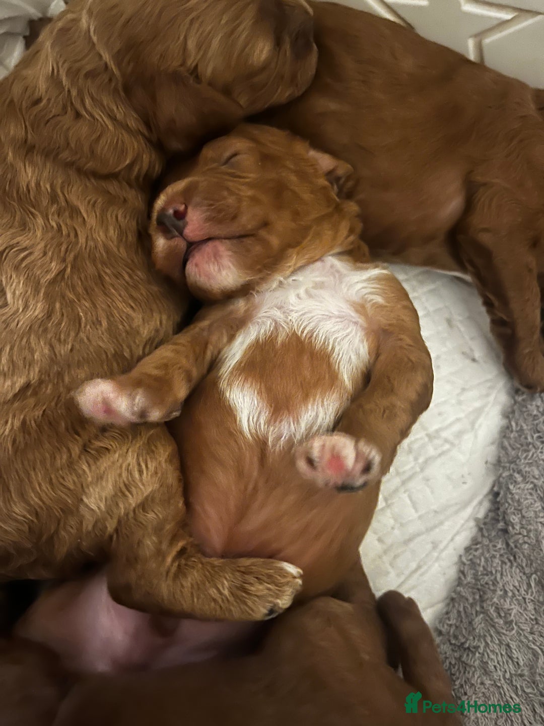Cavapoo dogs for sale: Cavapoo F1b puppies-5* licensed - Image 1