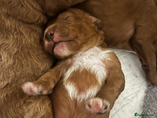 Cavapoo dogs Cavapoo F1b puppies-5* licensed - Advert 1