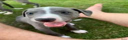 Whippet dogs for sale: KC registered Whippet puppies in Billingshurst - Advert 7