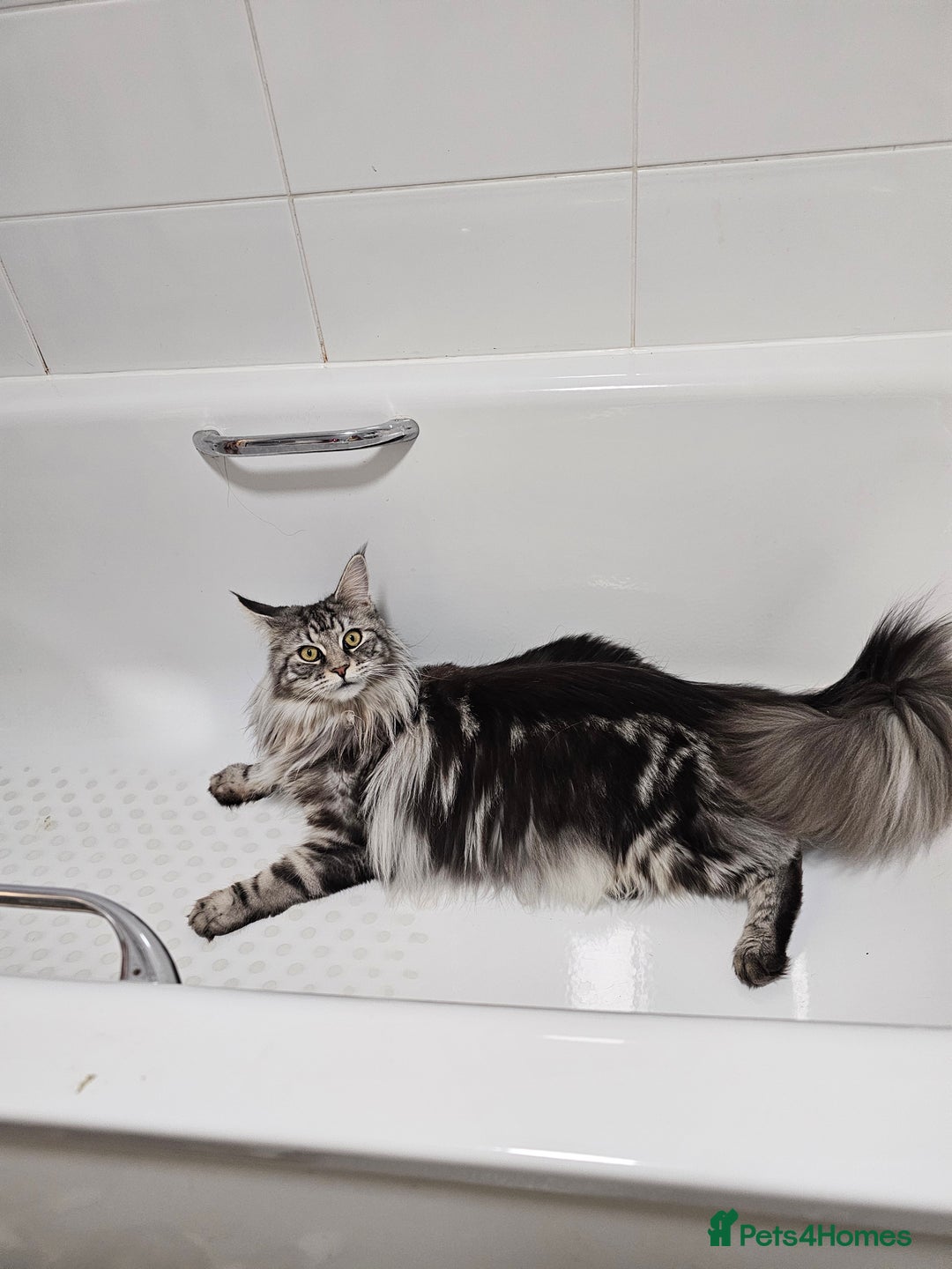 Maine Coon cats for sale: Black smoke and white maine coon  - Advert 4