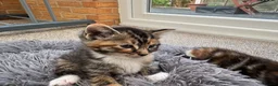 Mixed Breed cats for sale: Tabby Kittens and Ginger - Advert 10