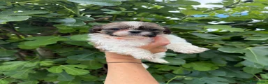 Shih Tzu 5