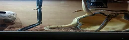 Python Snake reptiles for sale: Royal jackson python - Advert 8